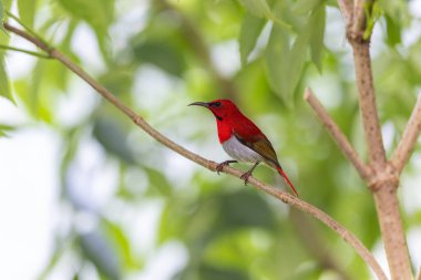 Montan Ormanı Sabah, Borneo 'da Güzel Temminck' in Sunbird 'ü (Aethopyga temminckii)