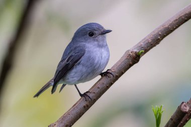 Küçük Pied Flycatcher Borneo 'da bulunan bir ağaç dalına tünemiş.