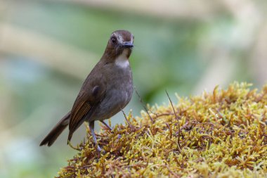 Kaşlı orman sinekkapanı dalda tünemiş tüylerini sergiliyor.