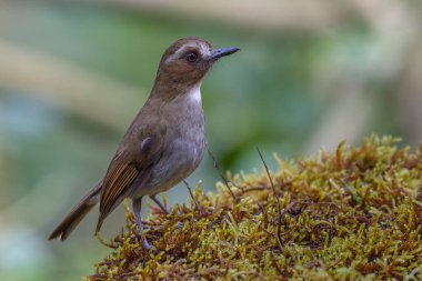 Kaşlı orman sinekkapanı dalda tünemiş tüylerini sergiliyor.
