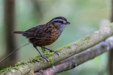 Sabah, Borneo 'da çekilmiş Wren Dağı' nın doğa görüntüsü.