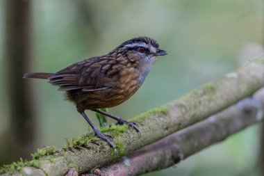 Sabah, Borneo 'da çekilmiş Wren Dağı' nın doğa görüntüsü.