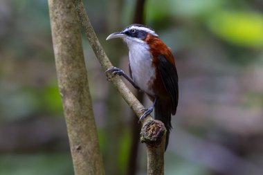 Sabah, Malezya 'da çekilmiş Sunda Scimitar-gevezesinin doğa görüntüsü