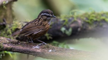 Sabah, Borneo 'da çekilmiş Wren Dağı' nın doğa görüntüsü.