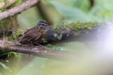 Sabah, Borneo 'da çekilmiş Wren Dağı' nın doğa görüntüsü.
