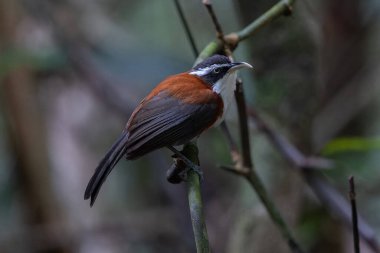 Sabah, Malezya 'da çekilmiş Sunda Scimitar-gevezesinin doğa görüntüsü