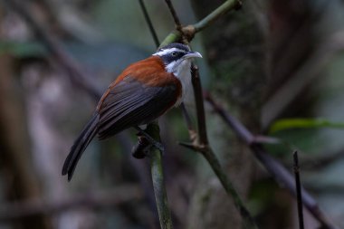 Sabah, Malezya 'da çekilmiş Sunda Scimitar-gevezesinin doğa görüntüsü