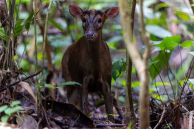 Kızıl Munçak 'ın doğa görüntüsü veya havlayan geyik (multiacus muntjak) Trusmadi Derin Yağmur Ormanları, Tambunan, Sabah, Malezya