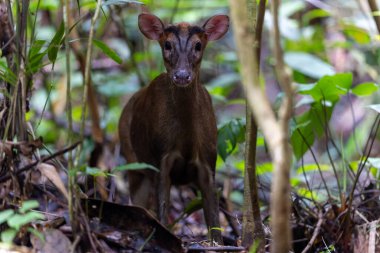 Kızıl Munçak 'ın doğa görüntüsü veya havlayan geyik (multiacus muntjak) Trusmadi Derin Yağmur Ormanları, Tambunan, Sabah, Malezya