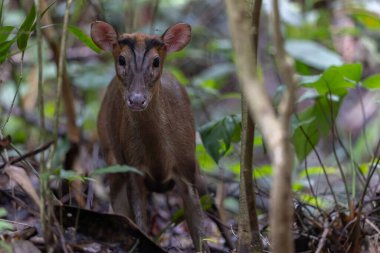 Kızıl Munçak 'ın doğa görüntüsü veya havlayan geyik (multiacus muntjak) Trusmadi Derin Yağmur Ormanları, Tambunan, Sabah, Malezya