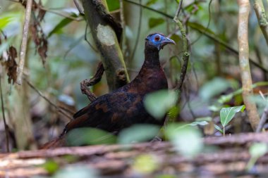 Bulwer 'ın Sülün denizaltısı yetişkin Sabah Borneo adasının ender görülen büyük kuşu..