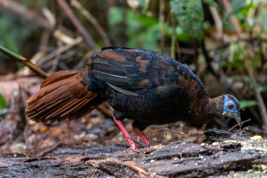 Bulwer 'ın Sülün denizaltısı yetişkin Sabah Borneo adasının ender görülen büyük kuşu..