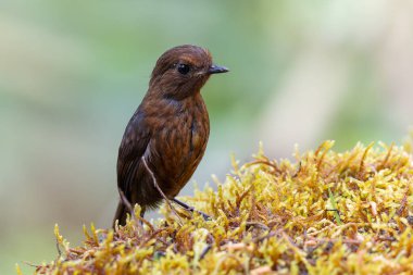 Doğa Bornean Shortwing (Brachypteryx erythrogyna) kuşu Sabah, Borneo 'da kaçırıldı