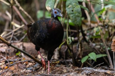 Bulwer 'ın Sülün denizaltısı yetişkin Sabah Borneo adasının ender görülen büyük kuşu..