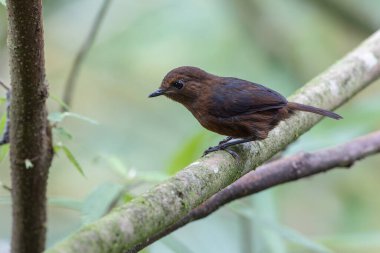 Doğa Bornean Shortwing (Brachypteryx erythrogyna) kuşu Sabah, Borneo 'da kaçırıldı