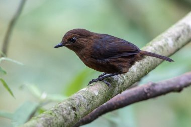 Doğa Bornean Shortwing (Brachypteryx erythrogyna) kuşu Sabah, Borneo 'da kaçırıldı