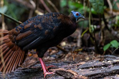 Bulwer 'ın Sülün denizaltısı yetişkin Sabah Borneo adasının ender görülen büyük kuşu..