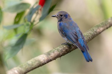 Genç Mavi-Beyaz Sinek Yakalayıcı, Japon Sinekkapan Erkek mavi-beyaz ağaçta tünemiş