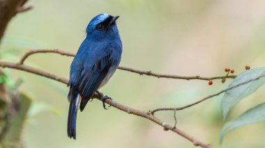 Sabah, Borneo 'daki doğa alışkanlıklarında tünemekte olan Indigo Flycatcher (Eumyias Indigo) olarak bilinen güzel mavi kuş.