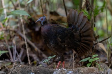 Bulwer 'ın Sülün denizaltısı yetişkin Sabah Borneo adasının ender görülen büyük kuşu..