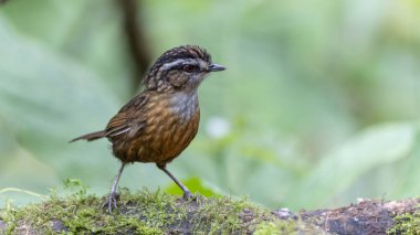 Sabah, Borneo 'da çekilmiş Wren Dağı' nın doğa görüntüsü.