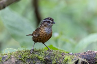 Sabah, Borneo 'da çekilmiş Wren Dağı' nın doğa görüntüsü.