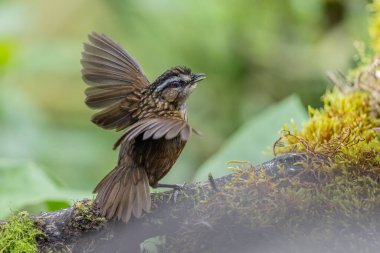 Sabah, Borneo 'da çekilmiş Wren Dağı' nın doğa görüntüsü.
