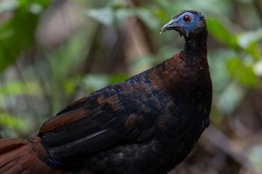 Bulwer 'ın Sülün denizaltısı yetişkin Sabah Borneo adasının ender görülen büyük kuşu..