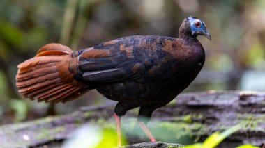 Bulwer 'ın Sülün denizaltısı yetişkin Sabah Borneo adasının ender görülen büyük kuşu..