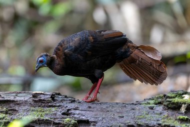 Bulwer 'ın Sülün denizaltısı yetişkin Sabah Borneo adasının ender görülen büyük kuşu..