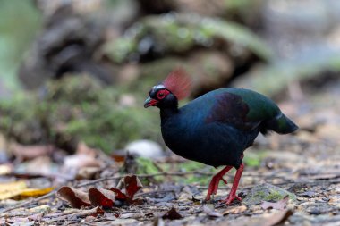 Tepeli Partridge (Rollulus rouloul) orman zemininde yiyecek arıyor. Güneydoğu Asya 'da yetişen kuş, kırmızı arması, yanardöner tüyleri ve tohum dağıtıcı rolü ile tanınır.