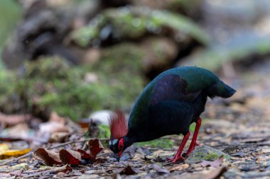 Tepeli Partridge (Rollulus rouloul) orman zemininde yiyecek arıyor. Güneydoğu Asya 'da yetişen kuş, kırmızı arması, yanardöner tüyleri ve tohum dağıtıcı rolü ile tanınır.