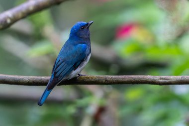 Mavi-beyaz sinek avcısı, Japon sinekkapan erkek mavi-beyaz bir ağaca tünemiş