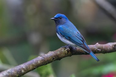 Mavi-beyaz sinek avcısı, Japon sinekkapan erkek mavi-beyaz bir ağaca tünemiş
