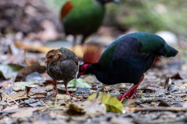 Tepeli Partridge (Rollulus rouloul) orman zemininde yiyecek arıyor. Güneydoğu Asya 'da yetişen kuş, kırmızı arması, yanardöner tüyleri ve tohum dağıtıcı rolü ile tanınır.