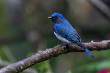 Mavi-beyaz sinek avcısı, Japon sinekkapan erkek mavi-beyaz bir ağaca tünemiş