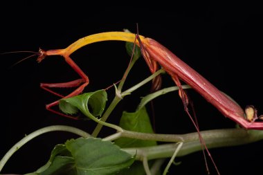 Marco, Sabah, Borneo 'da çekilen Ejder çiçeği peygamberdevesinin detaylı görüntüsü