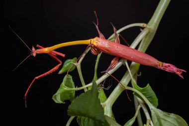 Marco, Sabah, Borneo 'da çekilen Ejder çiçeği peygamberdevesinin detaylı görüntüsü