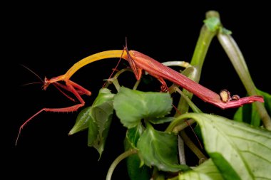 Marco, Sabah, Borneo 'da çekilen Ejder çiçeği peygamberdevesinin detaylı görüntüsü