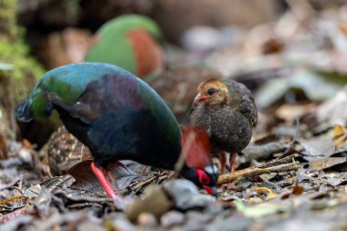 Tepeli Partridge (Rollulus rouloul) orman zemininde yiyecek arıyor. Güneydoğu Asya 'da yetişen kuş, kırmızı arması, yanardöner tüyleri ve tohum dağıtıcı rolü ile tanınır.