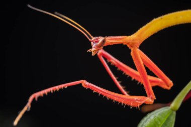 Marco, Sabah, Borneo 'da çekilen Ejder çiçeği peygamberdevesinin detaylı görüntüsü