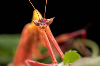 Marco, Sabah, Borneo 'da çekilen Ejder çiçeği peygamberdevesinin detaylı görüntüsü