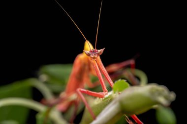 Marco, Sabah, Borneo 'da çekilen Ejder çiçeği peygamberdevesinin detaylı görüntüsü