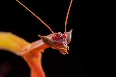 Marco, Sabah, Borneo 'da çekilen Ejder çiçeği peygamberdevesinin detaylı görüntüsü