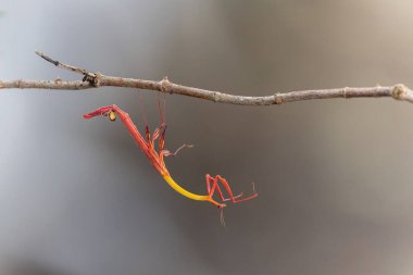 Marco, Sabah, Borneo 'da çekilen Ejder çiçeği peygamberdevesinin detaylı görüntüsü