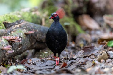Tepeli Partridge (Rollulus rouloul) orman zemininde yiyecek arıyor. Güneydoğu Asya 'da yetişen kuş, kırmızı arması, yanardöner tüyleri ve tohum dağıtıcı rolü ile tanınır.