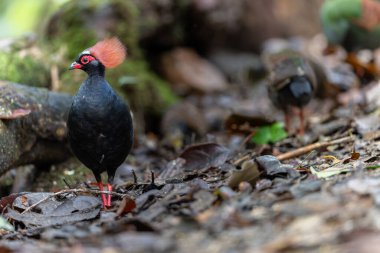 Tepeli Partridge (Rollulus rouloul) orman zemininde yiyecek arıyor. Güneydoğu Asya 'da yetişen kuş, kırmızı arması, yanardöner tüyleri ve tohum dağıtıcı rolü ile tanınır.