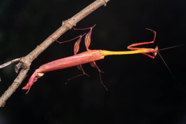 Marco, Sabah, Borneo 'da çekilen Ejder çiçeği peygamberdevesinin detaylı görüntüsü