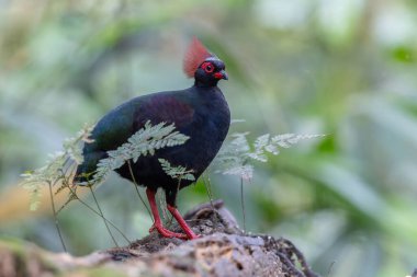 Tepeli Partridge (Rollulus rouloul) orman zemininde yiyecek arıyor. Güneydoğu Asya 'da yetişen kuş, kırmızı arması, yanardöner tüyleri ve tohum dağıtıcı rolü ile tanınır.