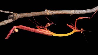 Marco, Sabah, Borneo 'da çekilen Ejder çiçeği peygamberdevesinin detaylı görüntüsü